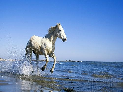 Win7官方主题,Win7 Horses主题下载,Horses主题